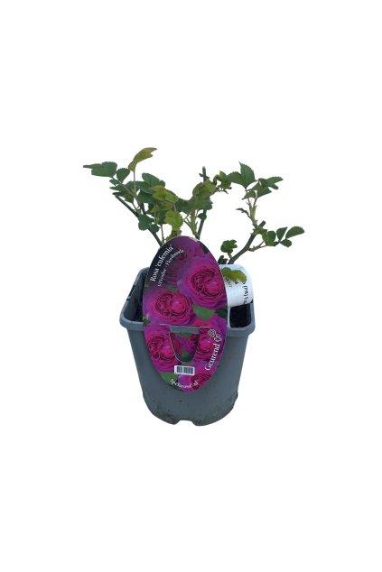 Untitled design (42)