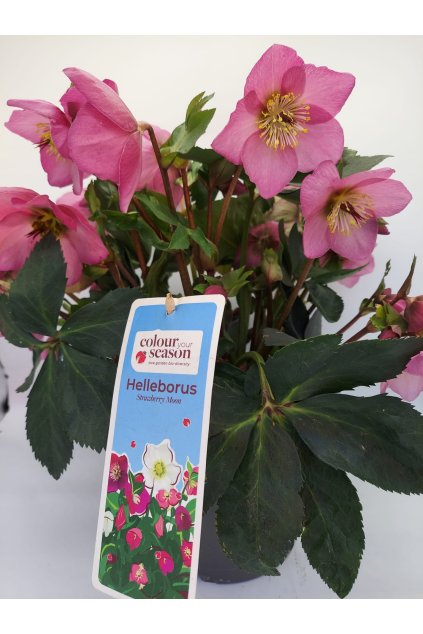 f2579fcb 0a84 43f8 b23d 0e31a34ba94e