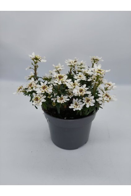 29db20d8 14d2 4d1e b771 fbe9c9dceae4