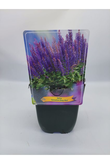 af89a4d3 8340 4cc9 b3cf 99d03da6e361