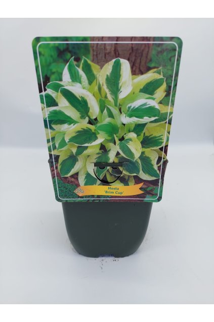 95b35346 2b4d 4052 a34e b5ca2d821c12