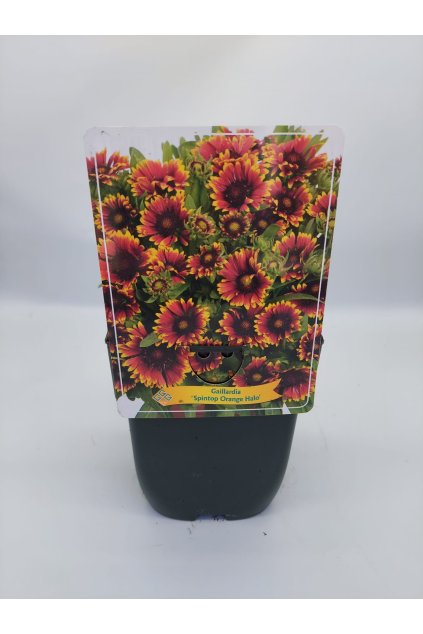 8e5aa846 a9af 40f2 836d 7d2afdab813c