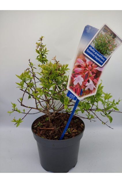 548bdc5e ce22 423d 8b42 fce2e96c8d63