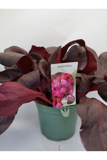 df2b75cb 3f85 4d29 8742 80f6618bf4b8