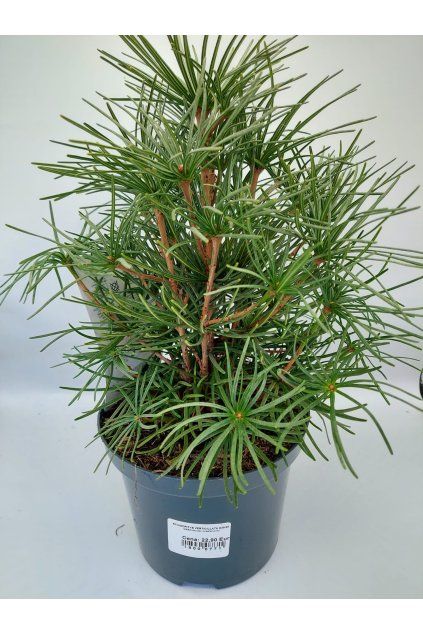 dbb5db81 e1a8 46a9 8e65 50acf526c16f