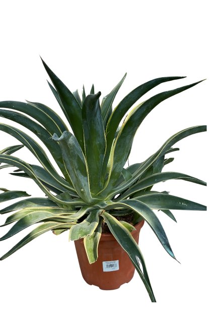 Untitled design (50)