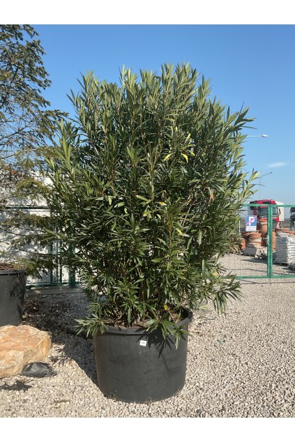 NERIUM OLEANDER