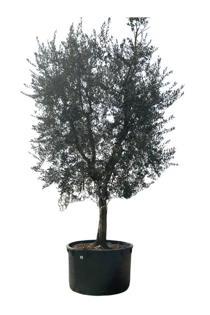 Untitled design (49)