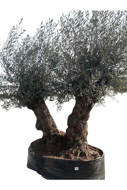 Untitled design (47)