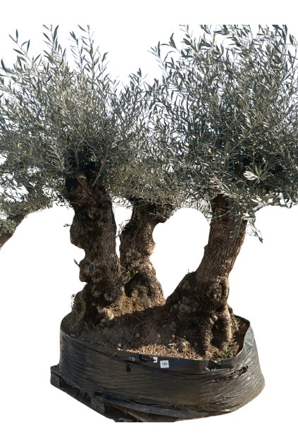 Untitled design (48)