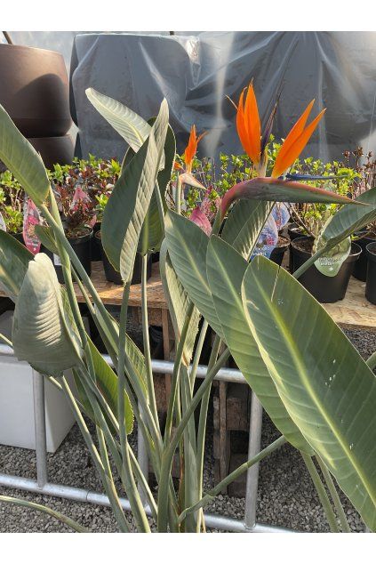 Strelitzia reginae
