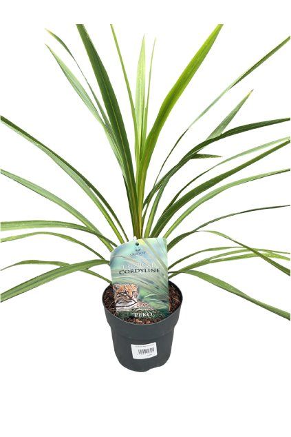 Untitled design (78)