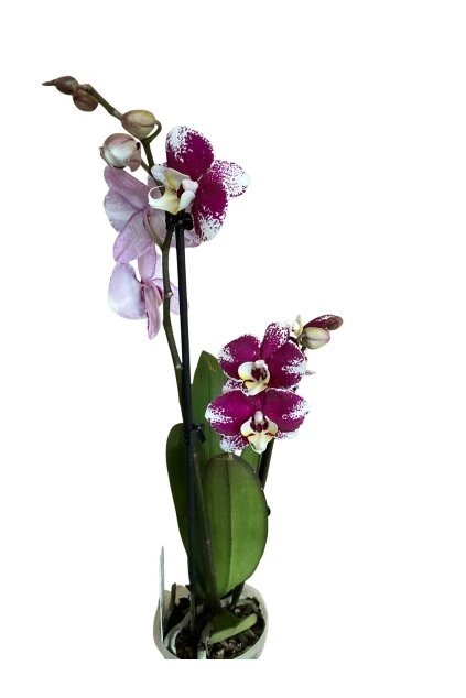 Untitled design (67)