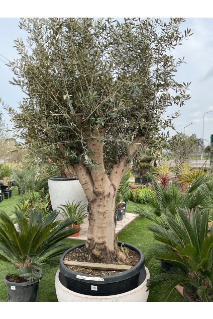 Olea europaea