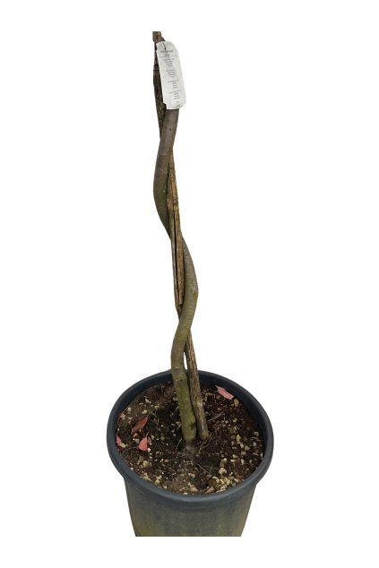 Untitled design (82)