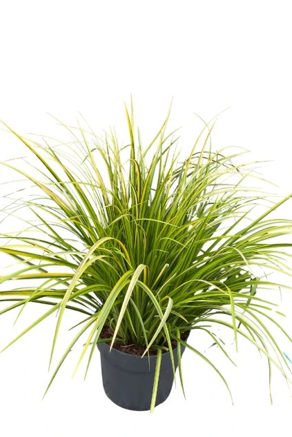 Untitled design (58)