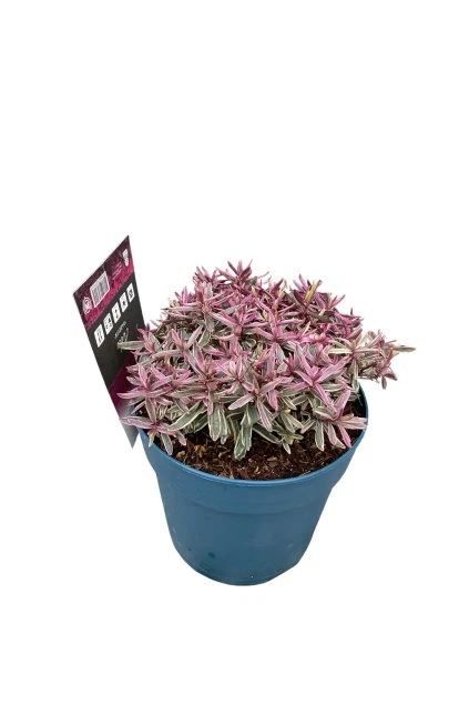 Untitled design (59)