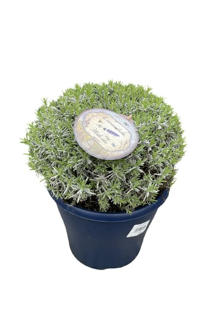 Untitled design (60)