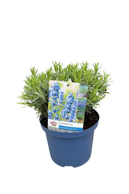 Untitled design (61)