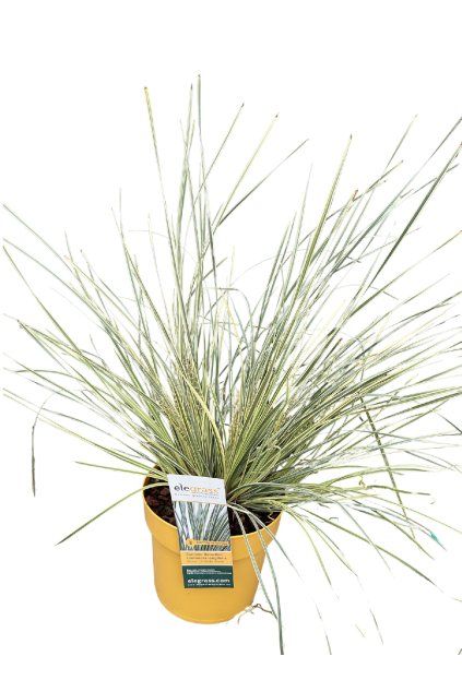 Untitled design (62)