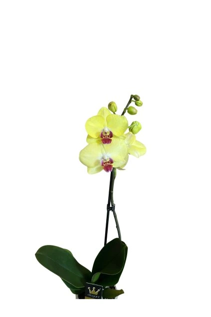 Untitled design (64)