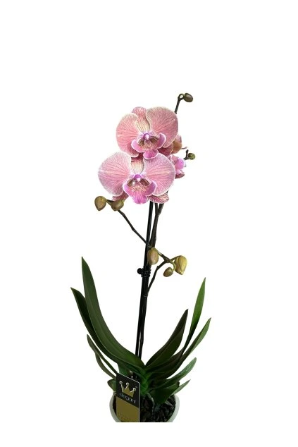 Untitled design (65)