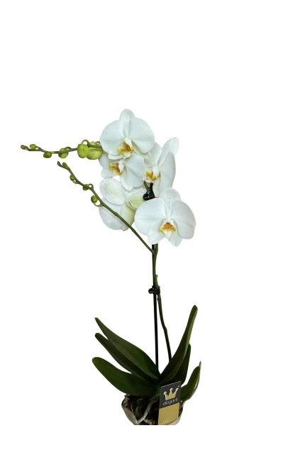 Untitled design (66)