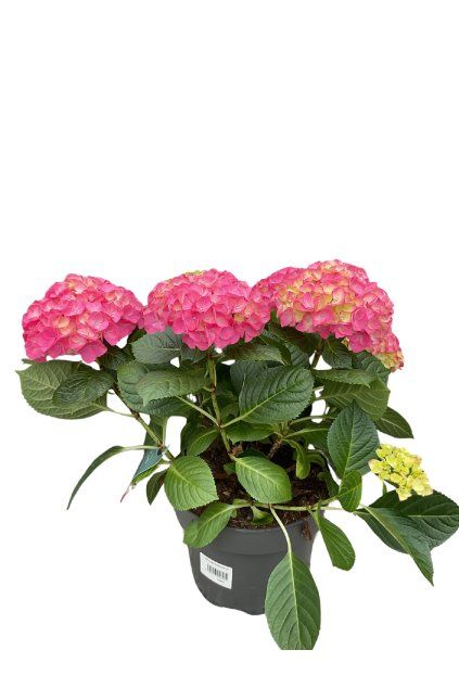 Hydrangea mophead mix
