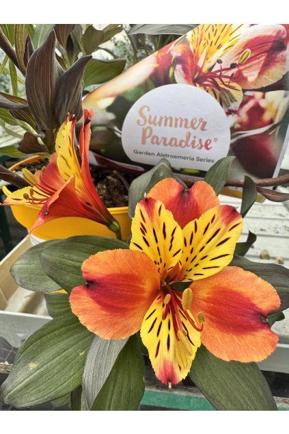 Alstroemeria Summer Paradise