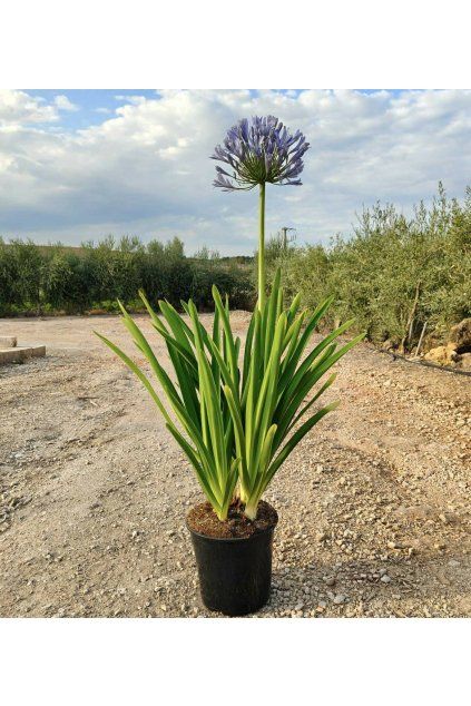 Agapanthus africanus K7