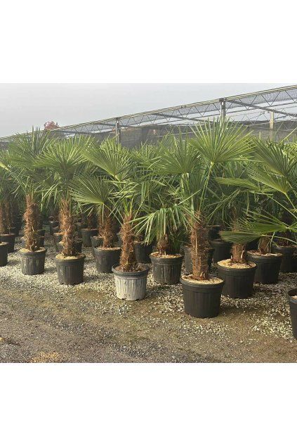Chamaerops excelsa 30/40