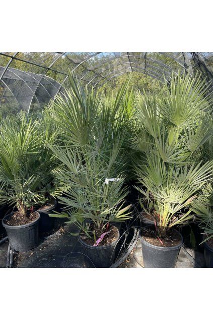 Chamaerops humilis K10 