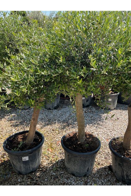 Olea europaea Media copa
