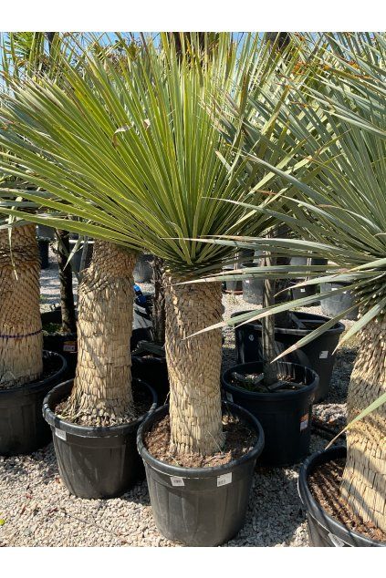 Yucca rostrata 80/100cm