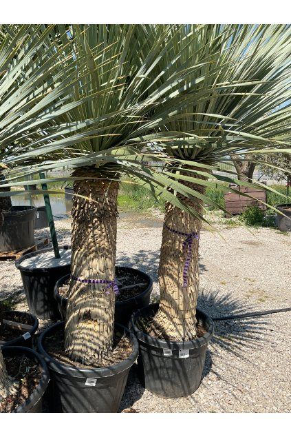 Yucca rostrata 100/125cm