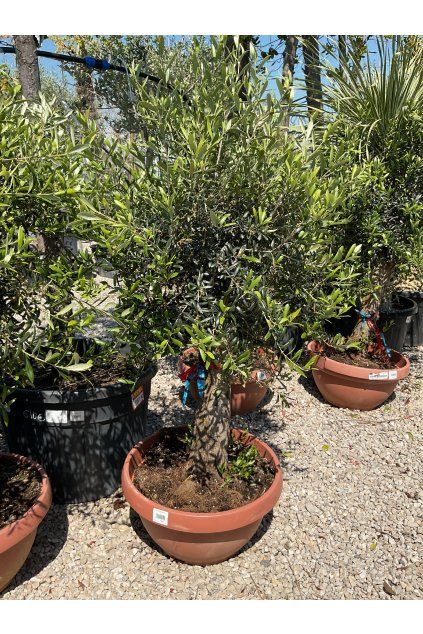 Olea europaea tarrina