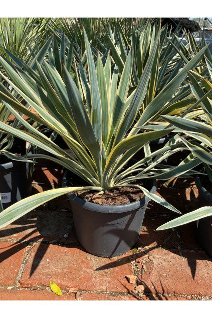 Yucca variegata