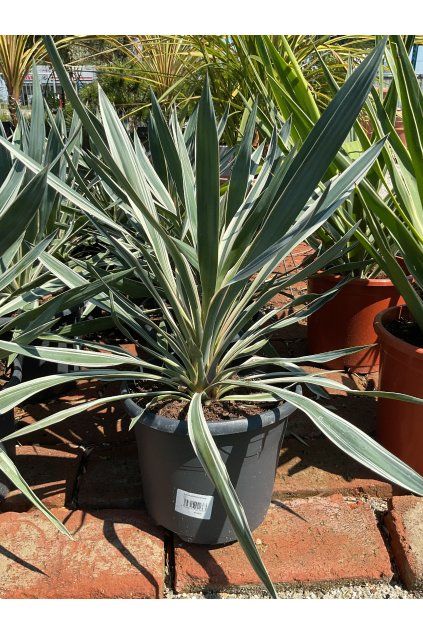 yucca gloriosa silver