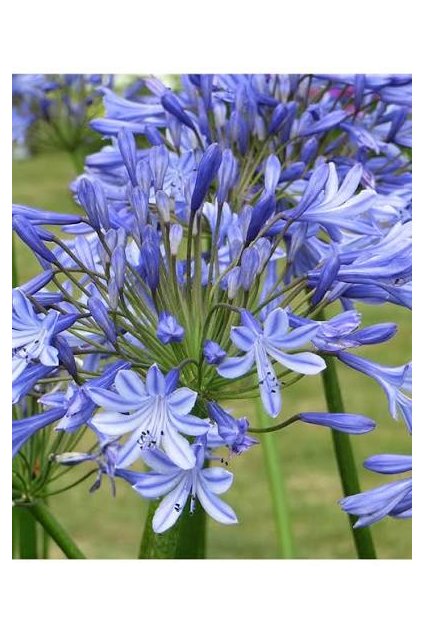 Agapant Africký / Agapanthus Africanus K3