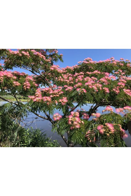 5CC9D2CF 96A4 4300 80EE 2223A5A5CC03