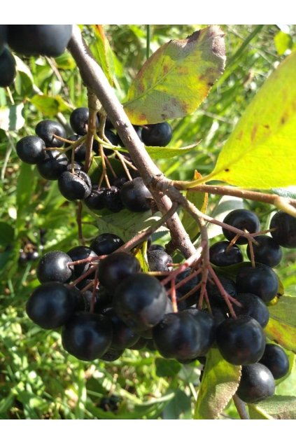 b2007490426c8df1da7cece78a7b