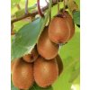 actinidia deliciosa solo 080707500 1735 04112017 wd 1000x1000
