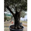 Olivovník / Olea Europea L60/80 