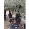 Olivovník / Olea Europea L60/80 
