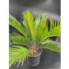 CYCAS REVOLUTA