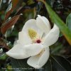 Magnolia grand. ´Little Gem´