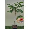 young red fruited walnut tree juglans regia red ri
