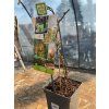 Actinidia chinensis ´Jenny´/ kiwi veľkoplodé