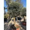 Olea Europaea CIOTOLA BONSAI