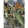 Strelitzia reginae